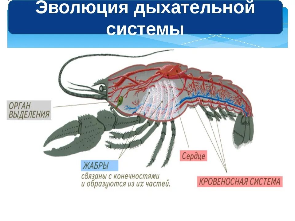 Evolution systems. Эволюция дыхательной системы. Органы дыхания беспозвоночных. Дыхание беспозвоночных животных. Сравнение дыхательных систем животных.