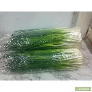 Как хранить зеленый лук долго свежим