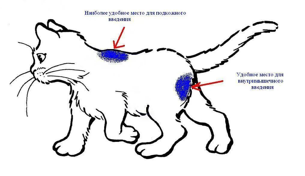 Укол кошке внутримышечно схема. Куда колоть укол коту внутримышечно. Укол коту внутримышечно в бедро схема. Внутримышечный укол кошке схема.