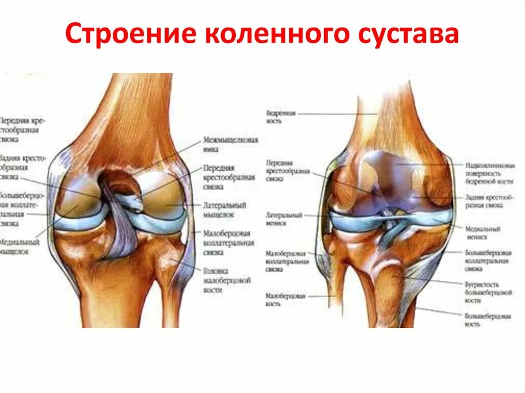 Строение связок и костей коленного сустава. Левый коленный сустав строение анатомия. Строение колена вид спереди. Связи коленного сустава