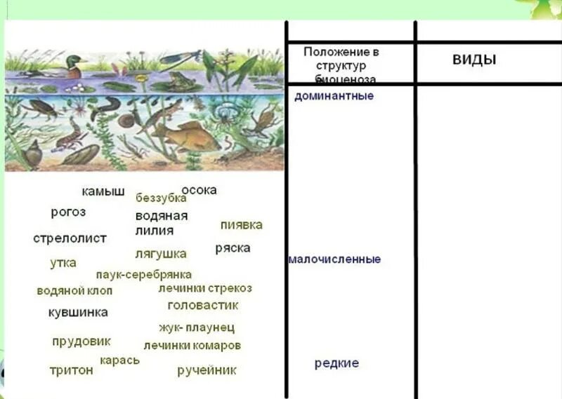 Пространственная структура биология 9 класс. Биоценоз пруда ярусность. видовая структура биология 9 класс. структура биогеоценоза пруда.