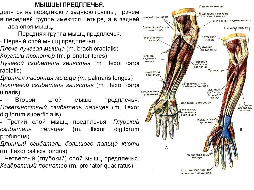 Сгибатель латынь. 4 Слоя мышц предплечья. Мышцы предплечья анатомия передняя группа. Мышцы 1 слоя передней поверхности предплечья. Мышцы предплечья передняя группа 2 слой.