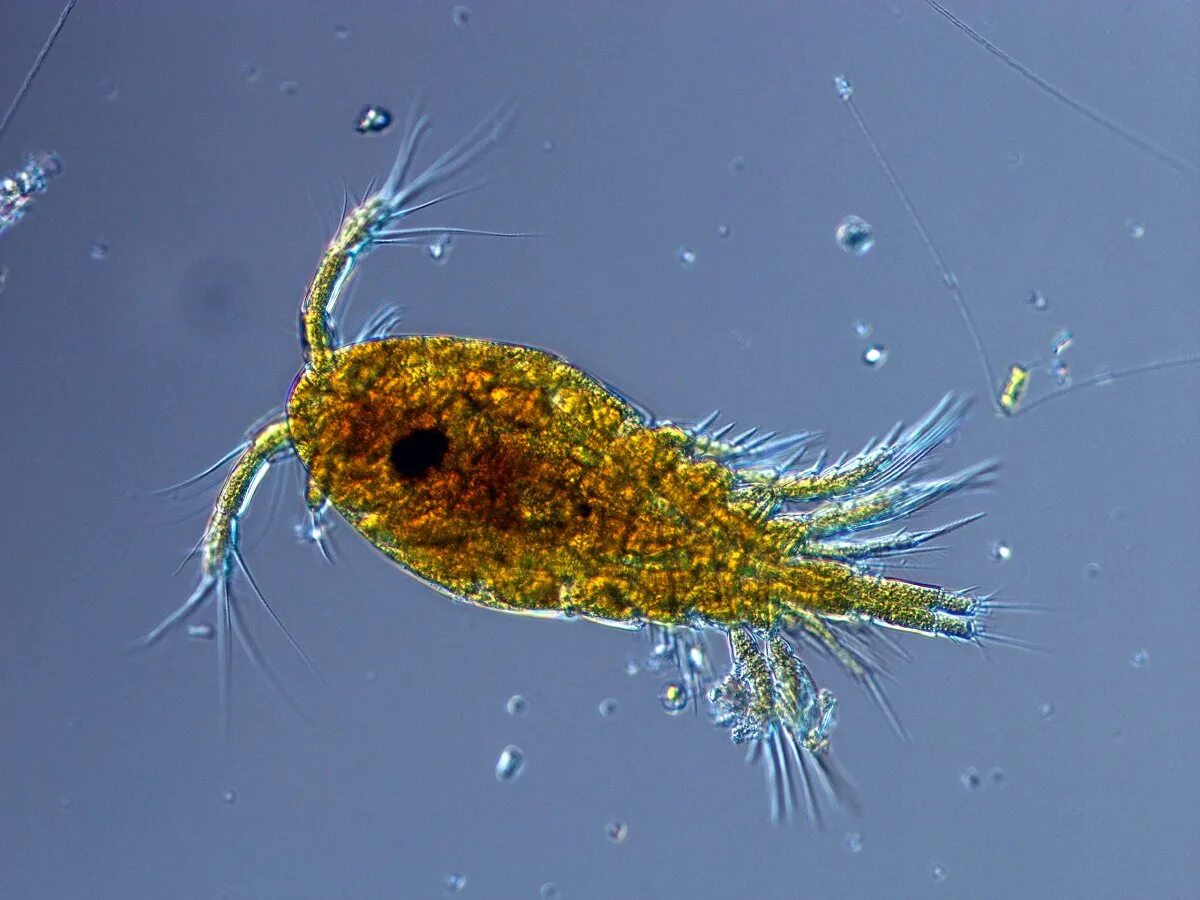 Мелкий зоопланктон. Планктон и фитопланктон. Зоопланктон коловратки. Планктонные водоросли фитопланктон. Коловратки планктон.