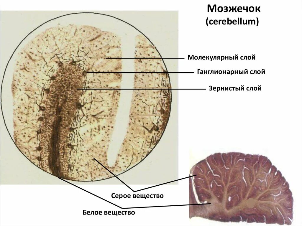 Ткань мозжечка. Клетки коры мозжечка гистология. Нейроны мозжечка гистология. Мозжечок гистология препарат.