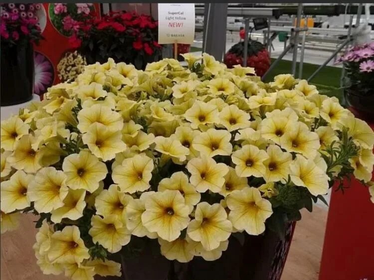 Петхоа елоу. Петхоа french vanilla. петхоа yellow. петуния петхоа. петуния supercal light yellow.