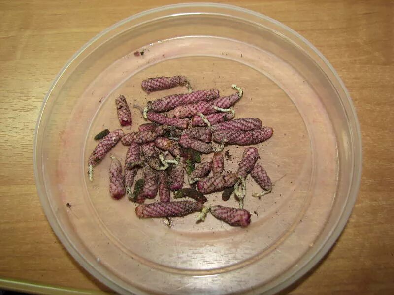 Ризома ахименеса что это такое. Ризома ахименеса что это такое. Ахименес цветок ризомы. Риза ахименес. Ризомы ахименесов фото.