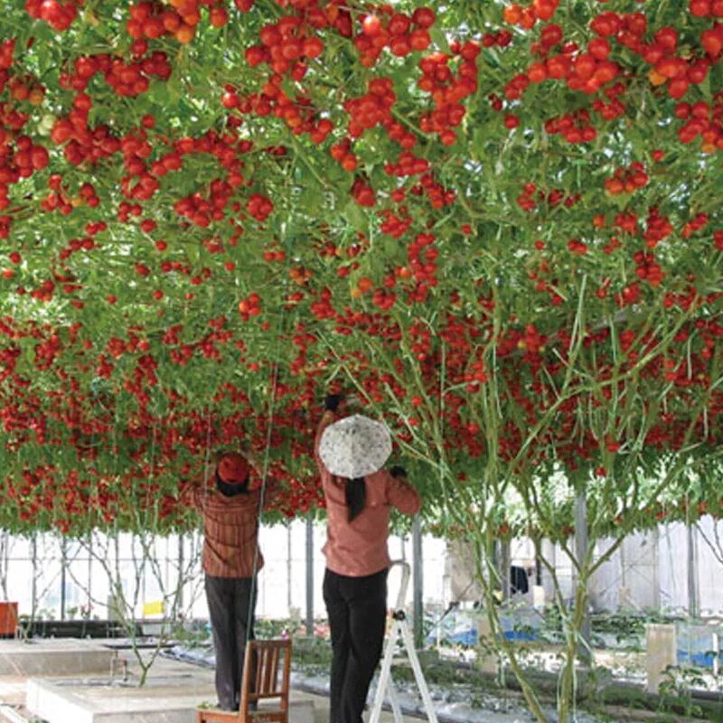 Tree tomatoes. Tree tomatoes