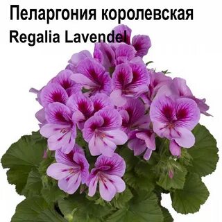 Пеларгония королевская семена