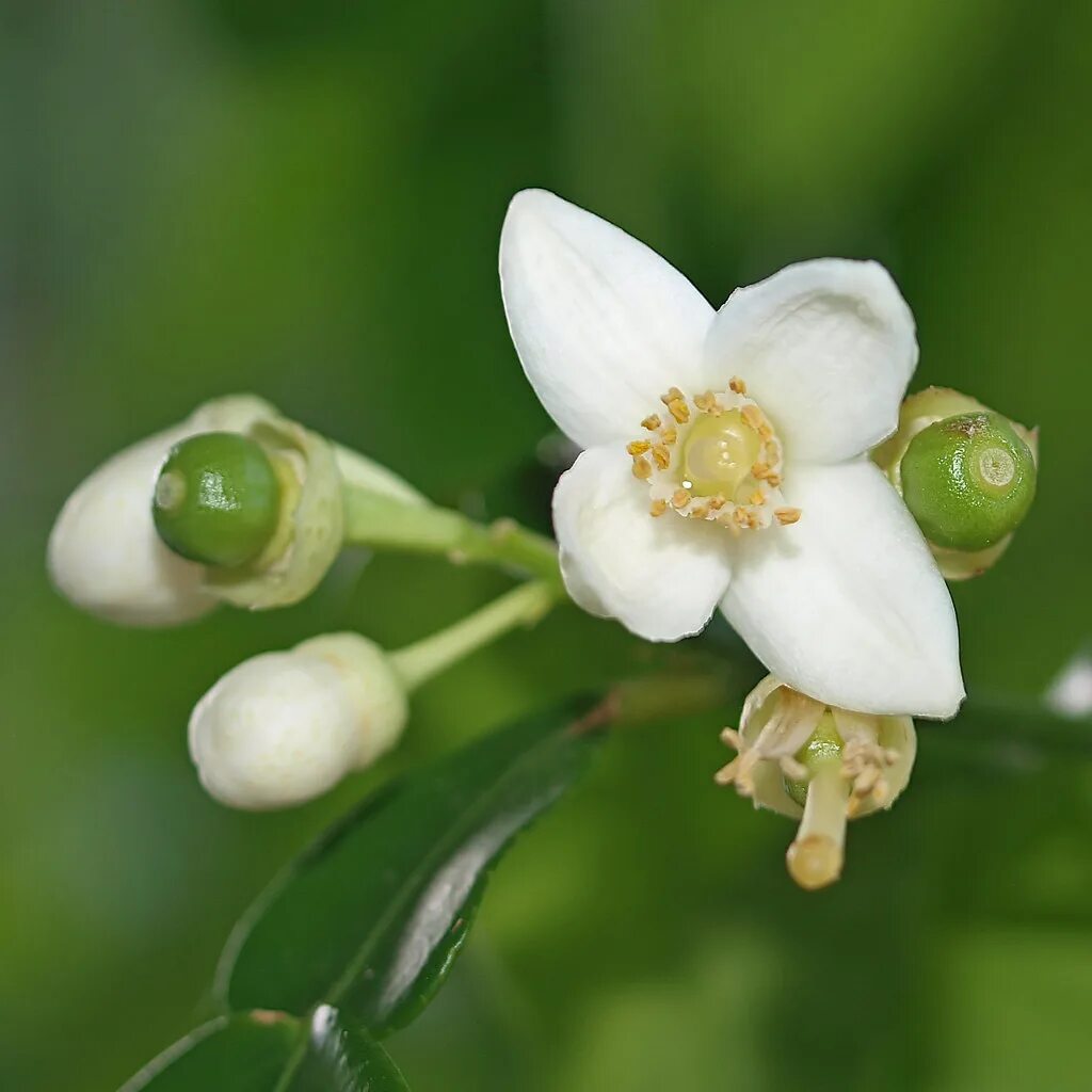 помело дерево цветение. помело цветок. помело дерево цветет. цитрус помело. цветущее дерево помело.