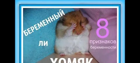 Срок беременности хомяка