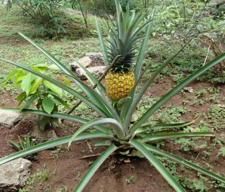 Egyéb Archívum - Page 9 of 35 - Finom ételek, olcsó receptek Plantação, Frutas e