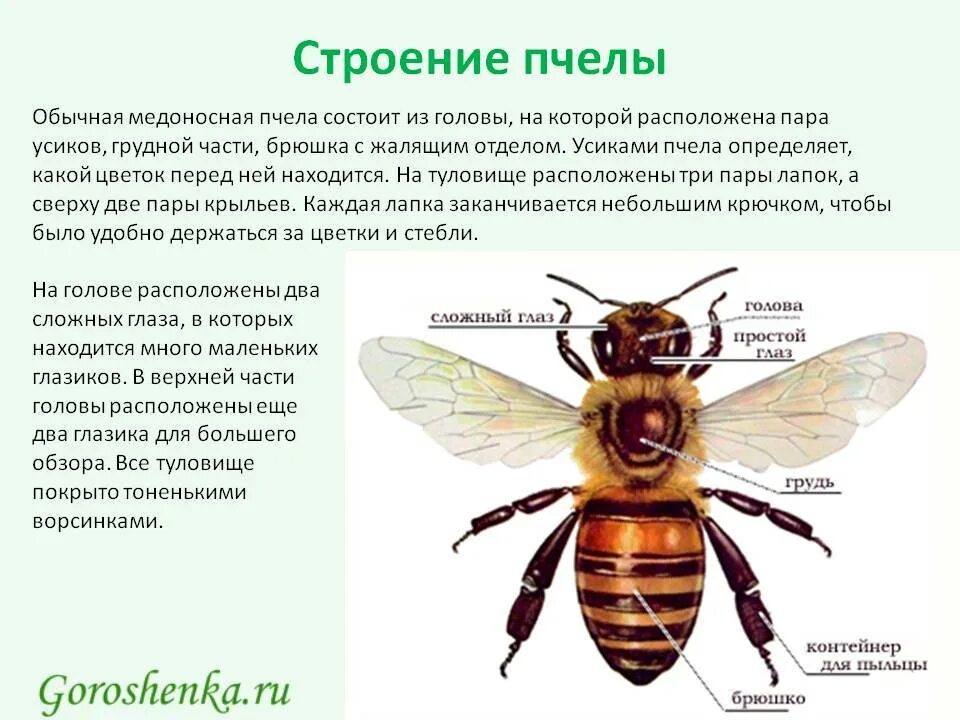 Строение пчелы медоносной. Внешнее строение пчелы. Внешнее строение медоносной пчелы. Строении тела насекомого пчелы.
