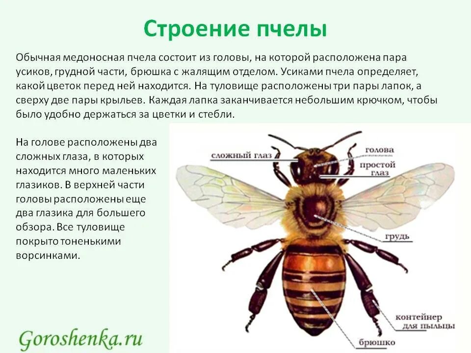 Пчела является насекомым
