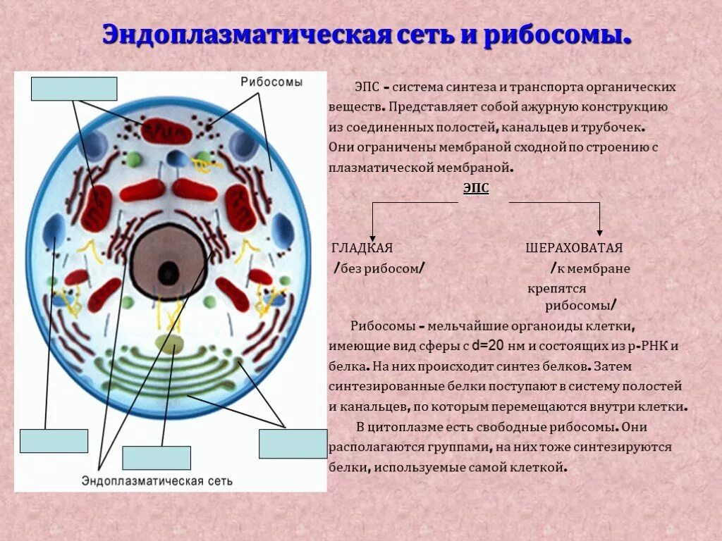 Какие процессы происходят во всех живых клетках. Какие процессы происходят во всех живых клетках