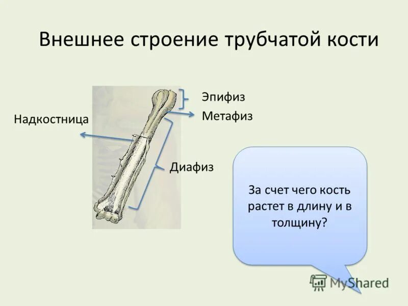 берцовая кость растет за счет. за счет надкостницы кость растёт. рост кости в длину и ширину. длинная трубчатая кость. кости голени большеберцовая бугристость.