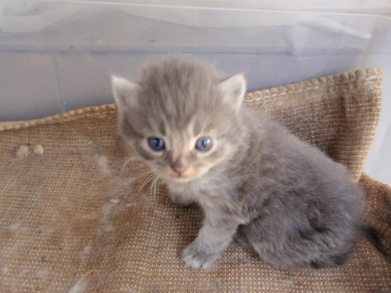2012-12-25 - Британские серебристые котята (Litter-N) - Питомник GALA-CAT