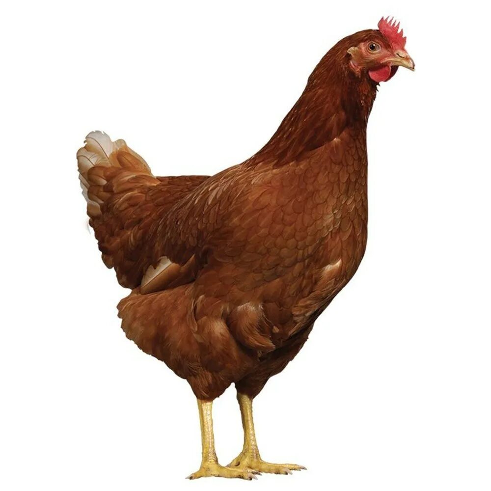 курочка на белом фоне. курица на белом фоне. курица для детей. курица для фотошопа. курица на прозрачном фоне.