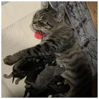 Мой кот кот кот когда был