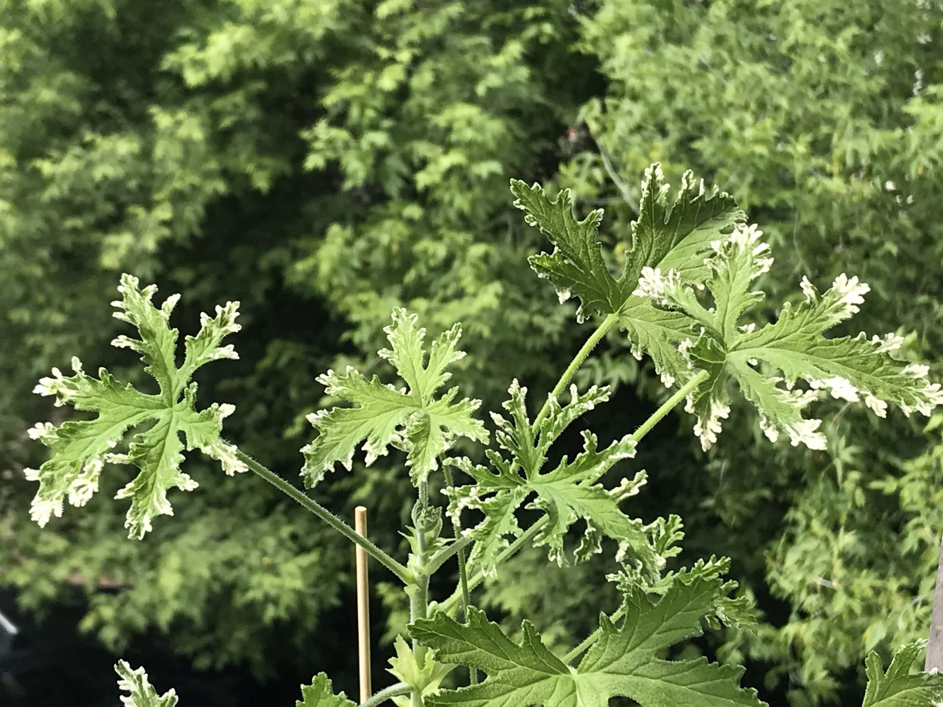 Пеларгония душистая fragrant Frosty. Пеларгония душистая crispum. Душистая пеларгония дуболистная. Герань лимон