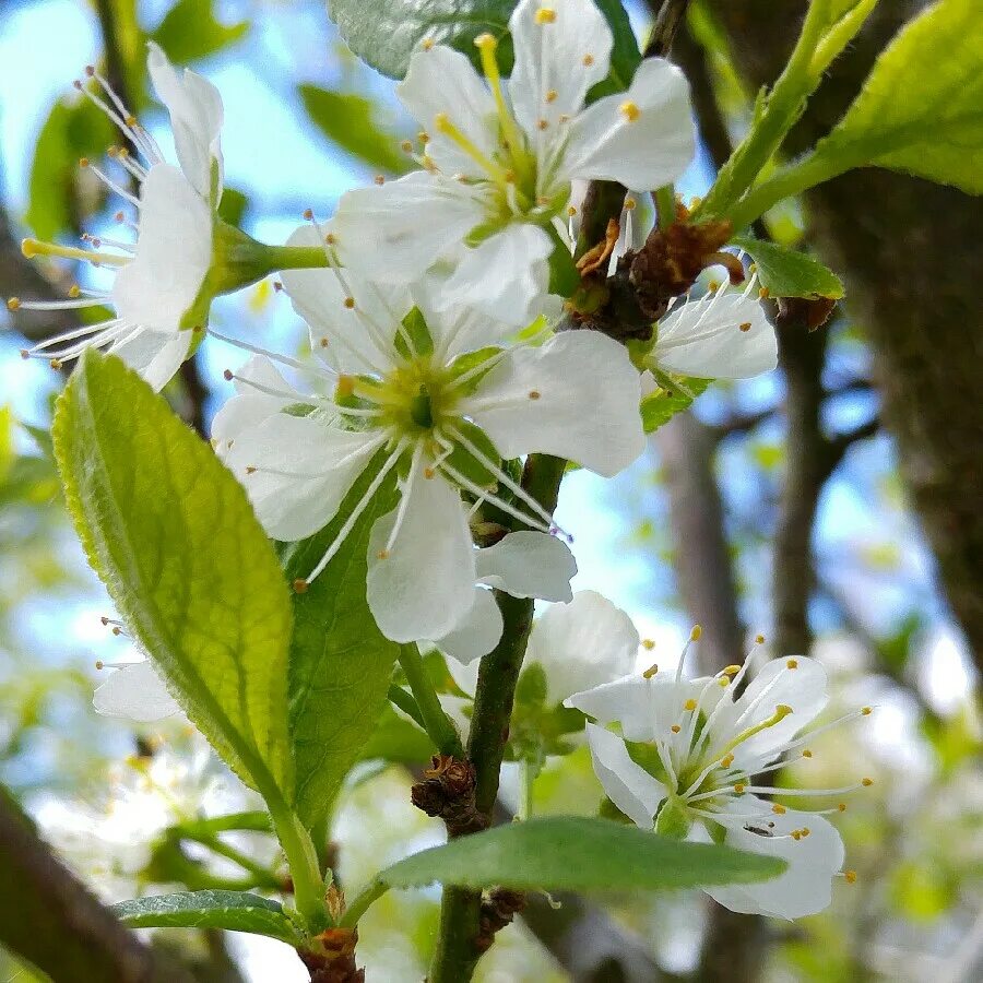 Prunus перевод. Прунус (Prunus). Prunus domestica дерево. Prunus domestica l.. Мирабель цветет.