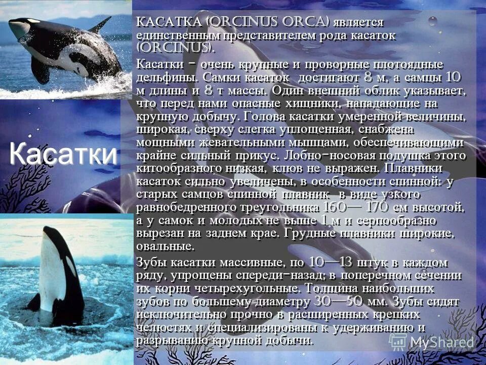 Касатка красная книга. Доклад про касатку. Касатка презентация. Косатка Orcinus Orca.