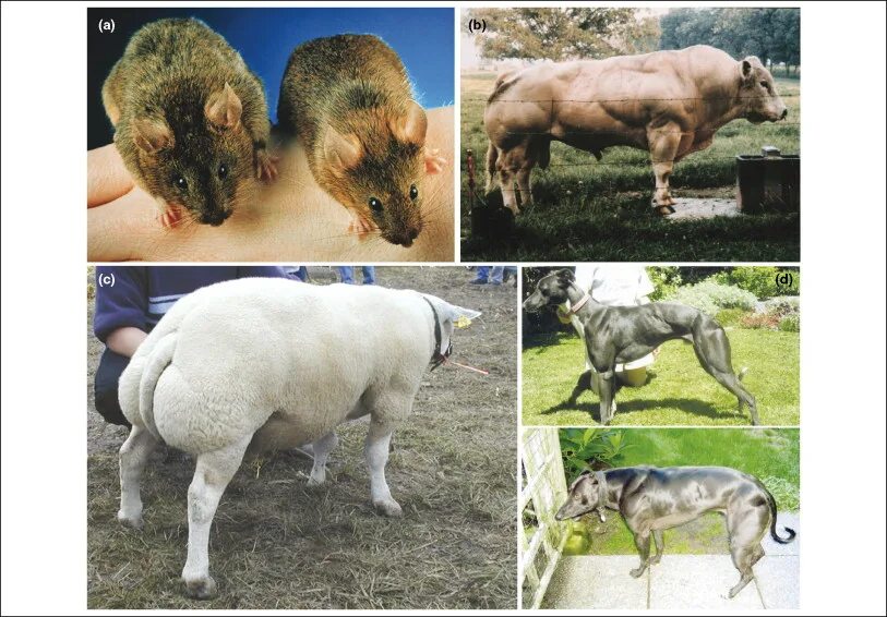 Питание гибрида. Блокатор миостатина бык. Мутация Гена миостатина. Миостатин мутация у животных.