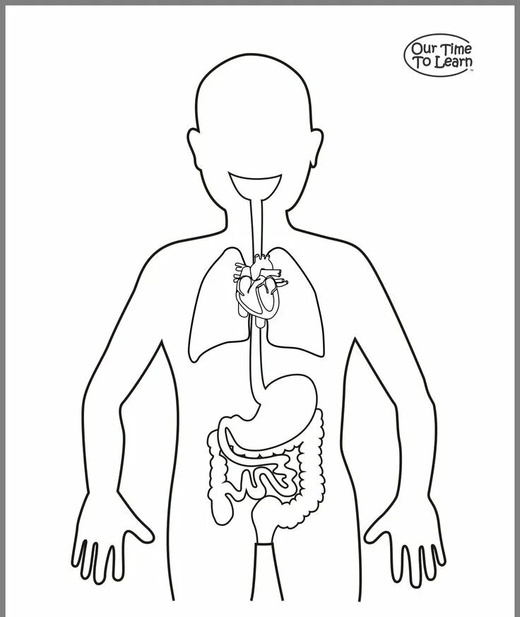 Печатать органы. Органы человека рисунок. Макет внутренних органов человека для детей. Контур человека с органами. Раскраска внутренние органы человека для детей.