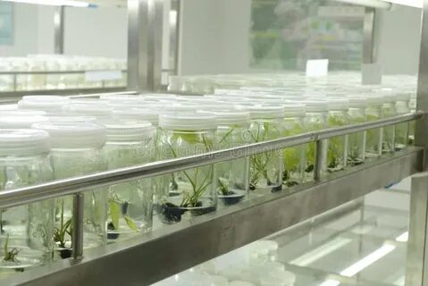 Plant tissue culture