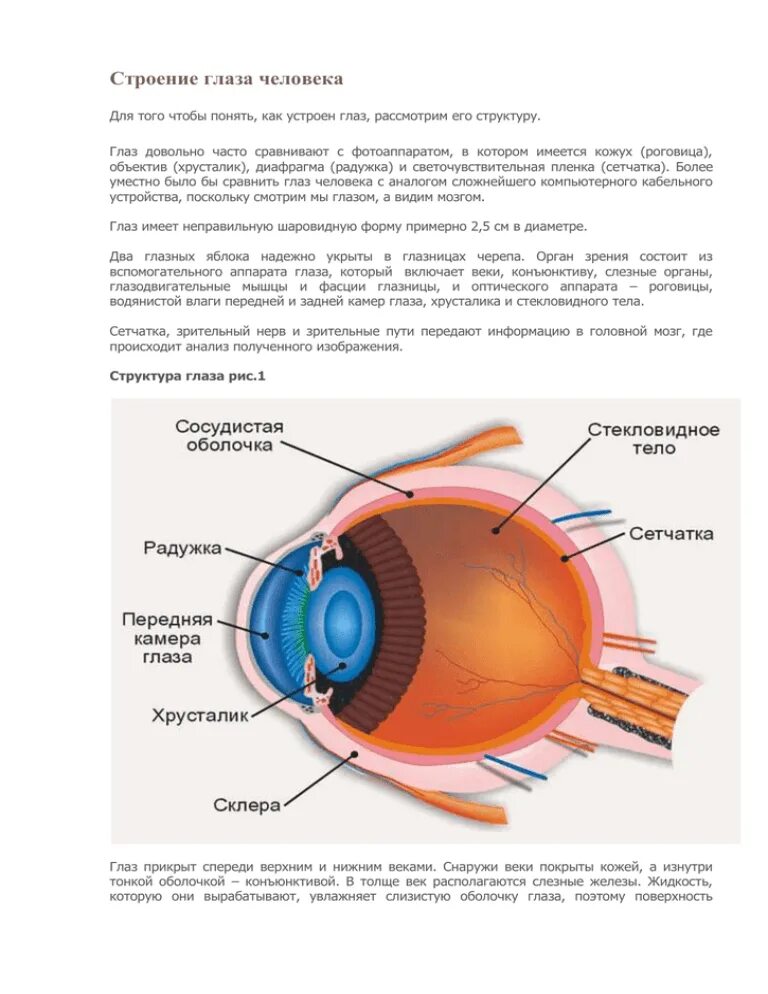 Следующие структуры глаза. Анатомическое строение глаза человека. Структура глаза человека схема последовательность. Строение глаза с описанием. Строение глаза человека спереди.