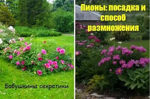 Расстояние между пионами при посадке