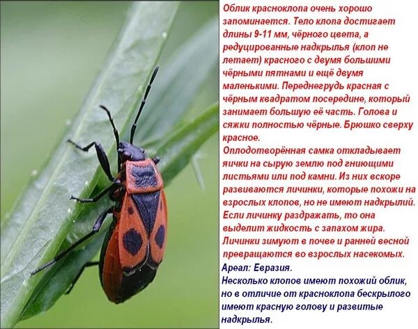 Жук пожарник клоп солдатик. Красноклоп бескрылый ( клоп-солдатик) (Pyrrhocoris apterus). Жук красноклоп солдатик. Жук пожарник клоп солдатик описание. Клоп солдатик описание