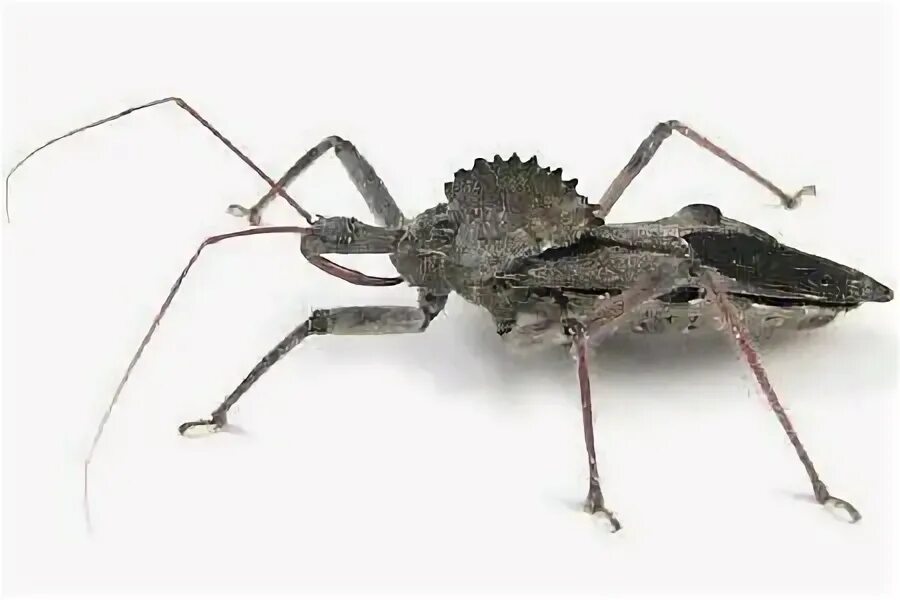 B bug