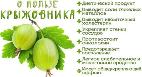 Крыжовник полезные свойства и противопоказания
