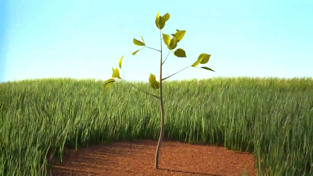 Растущее дерево видео. Рост дерева анимация. Рост дерева ускоренная съемка. Рост дерева гиф. Футаж дерево растет.