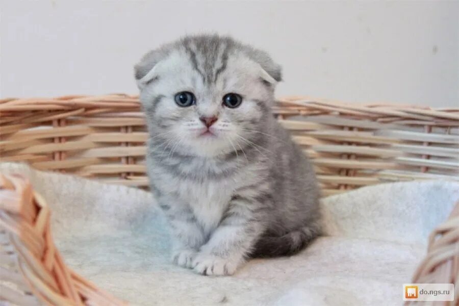 Шотландский вислоухий котенок серый. Как назвать вислоухого серого кота. Как назвать вислоухого серого кота. Шотландские вислоухие коты. Британский вислоухий котенок серый.