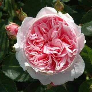 Rose gets