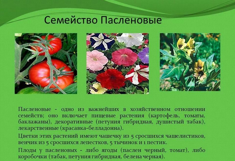 Алкалоид в растениях семейства пасленовых. Двудольные семейство Паслёновые. Семейство Пасленовые растений семейства. Паслёновые растения представители семейства. Овощные растения семейства пасленовых 6 класс.