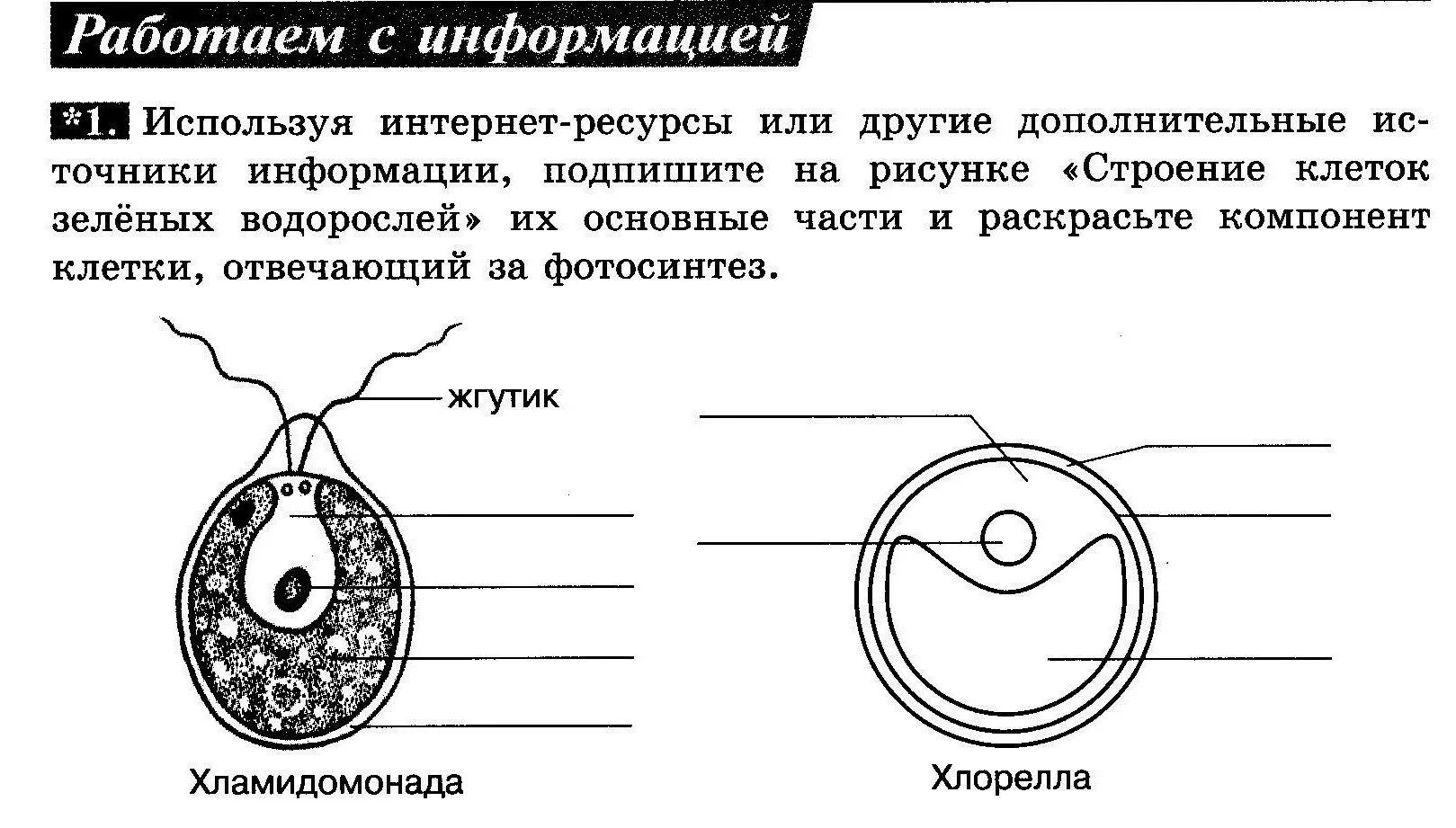 Контрольная водоросли