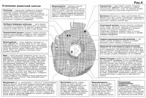 Биология 6 класс таблица органоиды растительной клетки