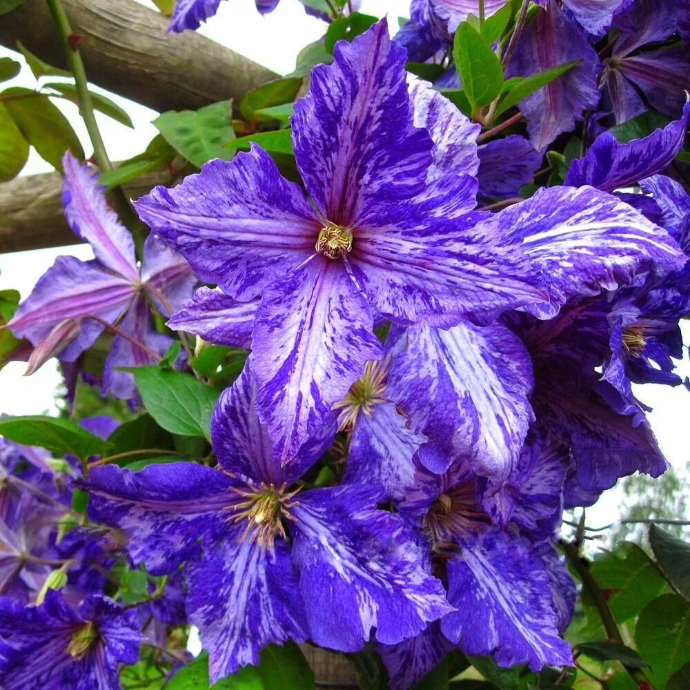 Клематис тай дай описание и фото Pin by Rhonda Manuel on Clematis Clematis jackmanii, Clematis, Clematis flower