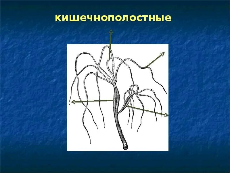 Выделительная система кишечнополостных. Тип кишечнополостные выделительная система. выделительная система гидры. выделительная система губок и кишечнополостных.