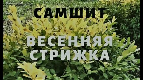 Самшит видео