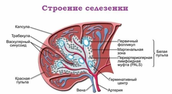 Схема строения селезенки. Структурные компоненты селезенки. Внутреннее строение селезенки схема. Строение селезенки животных.