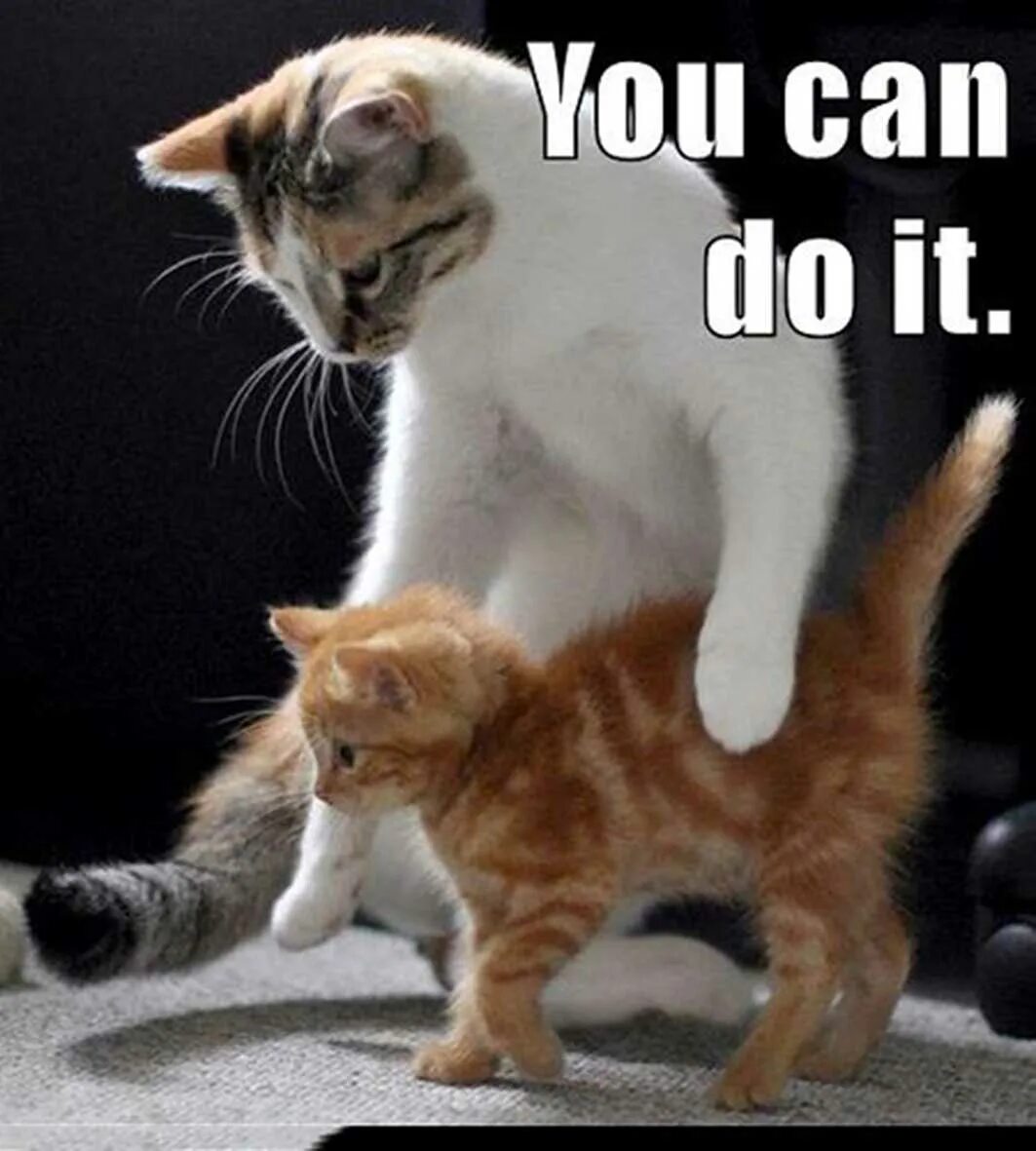 You can do it кот. We can do it Cat. I can do it котенок. You can do it Cats cute. Work i know you can