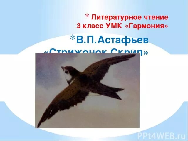 Как автор относится к природе стрижонок скрип. Стрижонок Стриж. В П Астафьев Стрижонок скрип. В. П. Астафьев «Стрижонок скрип» задания. Литературное чтение Стрижонок скрип.