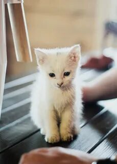 Кошки тут