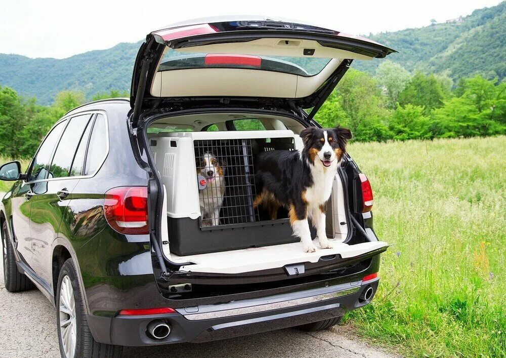 Собака в машине. Барьер для собак в машину. Чехол в багажник для перевозки собак. Ленд ровер сетка для собак. Переноска для собак ferplast в машину atlas car 100 100х60х66см.