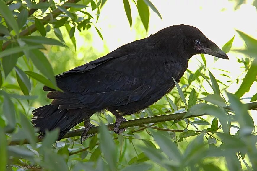 птенец грача