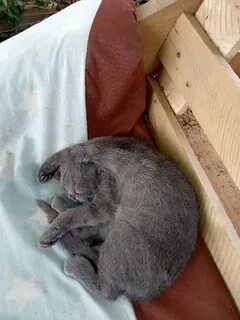 Чеплашка