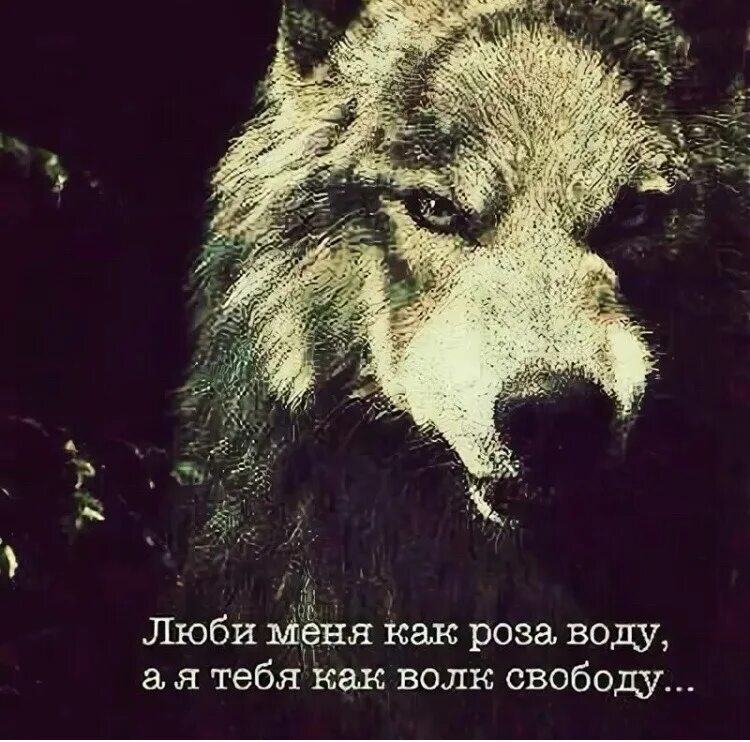 Песня волк свою свободу. Эмблема группировки свобода. Волк свобода. Волк свобода сталкер. Люби меня как волк свободу.